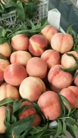 威县 毛桃有需要随时联系我