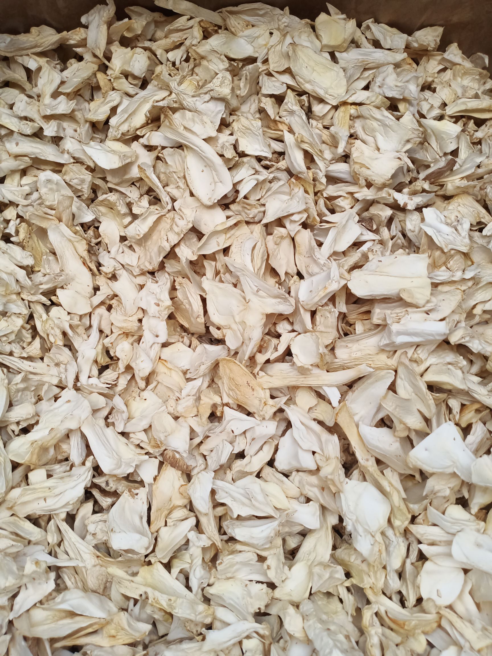 干杏鲍菇 一级 3cm~4cm