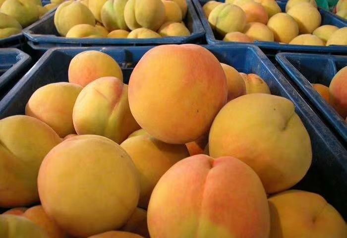 砀山县砀山黄桃 60mm以上 3 - 4两
