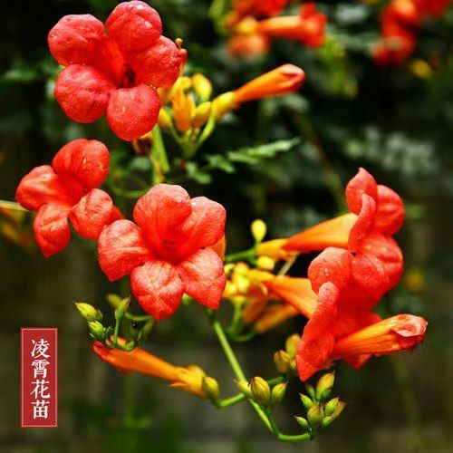 平邑县凌霄苗 凌霄花苗。花多，包栽活
