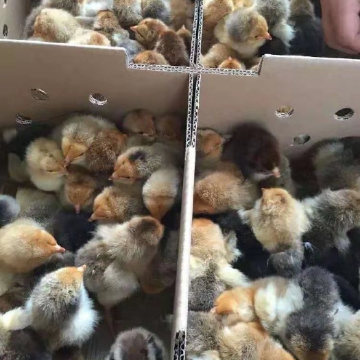 南宁 k9鸡苗 882肉鸡苗 快大肉鸡苗 包路损 包一针疫苗