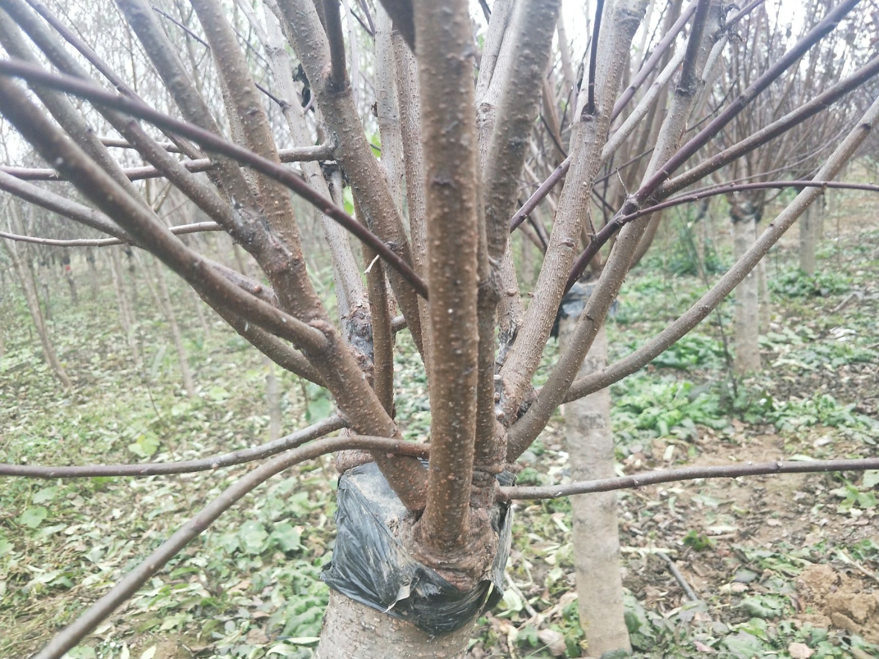  基地批发各种规格的美人梅、榆叶梅、红梅、绿梅等苗木