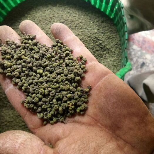 南宁吴茱萸