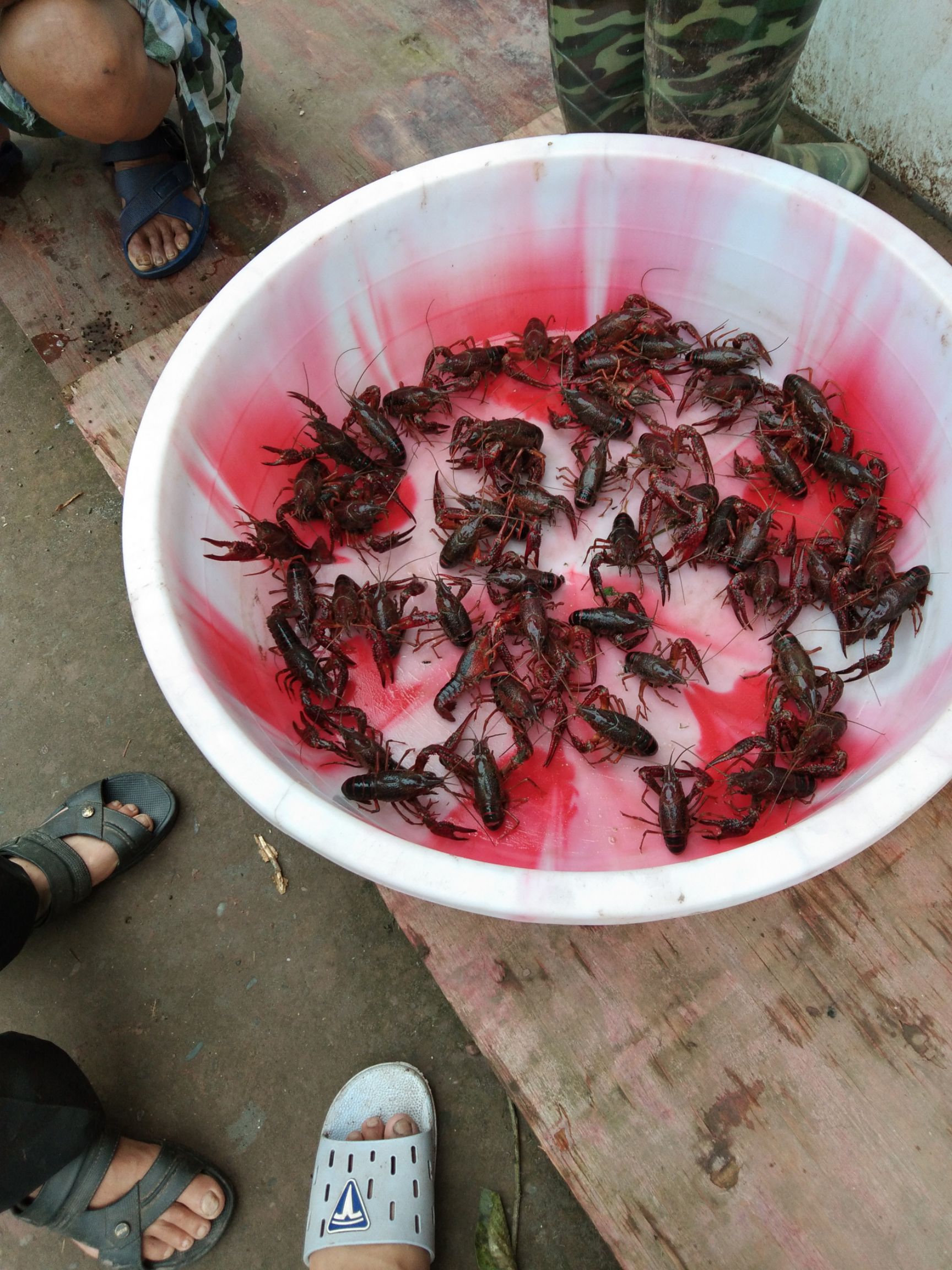  达州本地小龙虾，底板干净、肉质饱满,信誉第一。