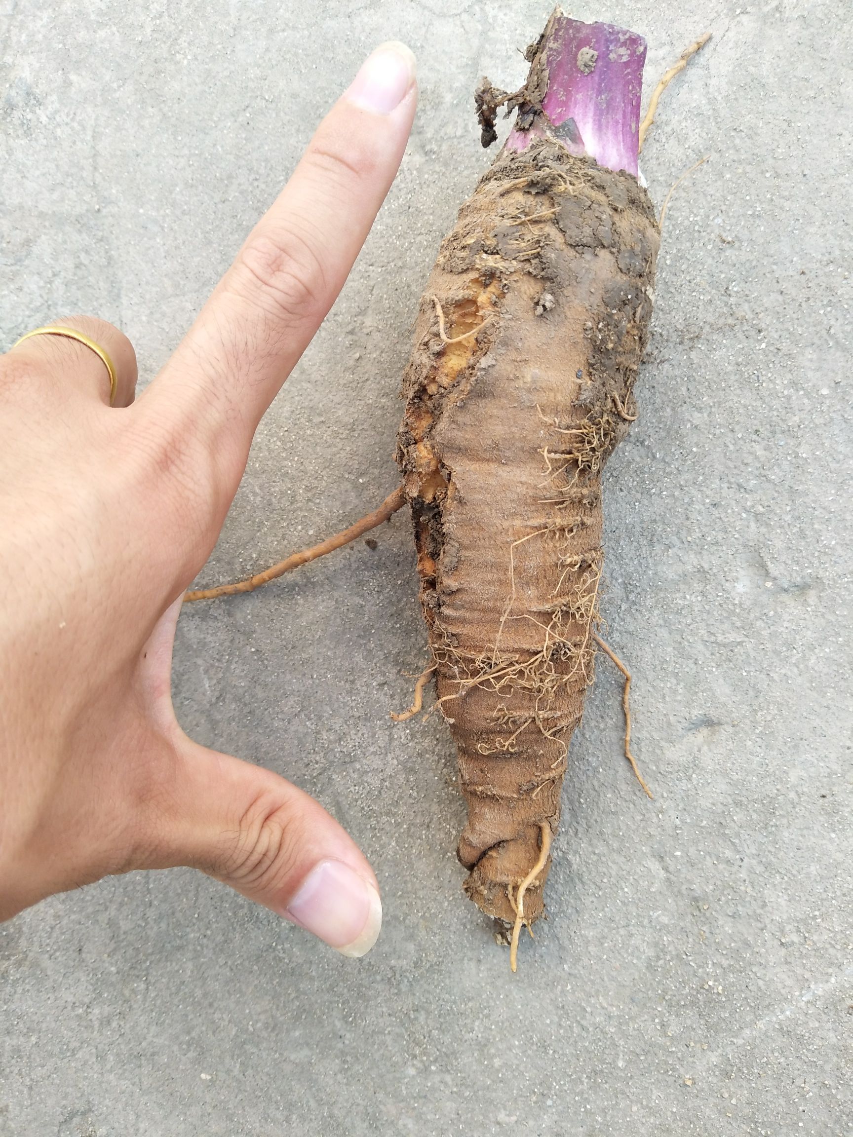 白芷长什么样子的图片图片