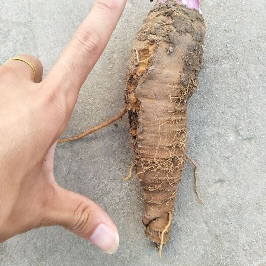 涡阳县 20亩新鲜白芷出售，