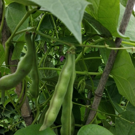 榆树市 东北油豆角