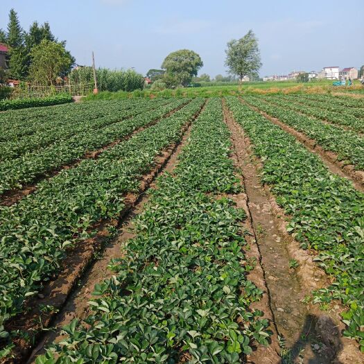 南通红颜草莓苗 10公分以下 地栽苗