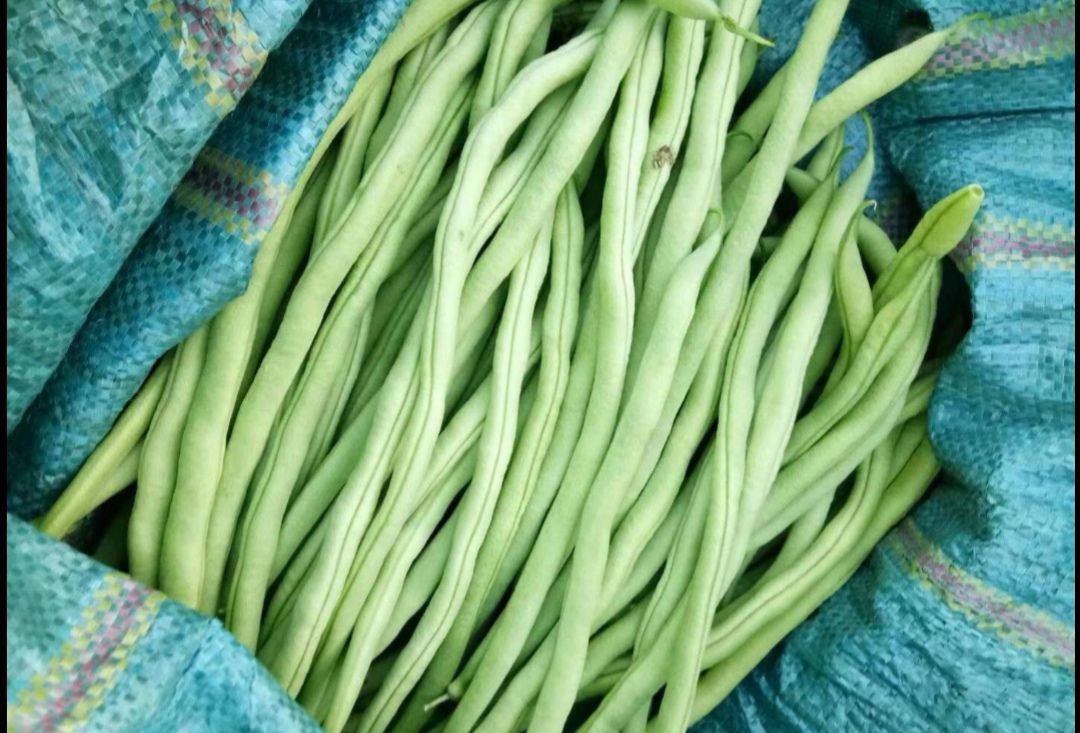 架豆王豆角 豆王