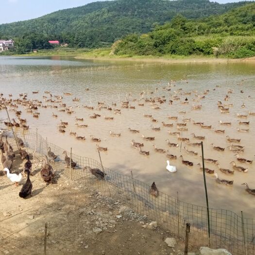 邵阳县 100天，全玉米散养土鸭，品质保证，有需要联系
