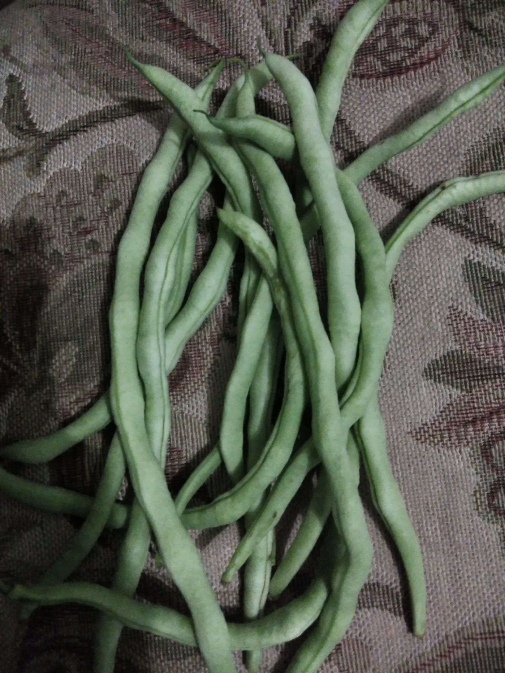 架豆王豆角 20公分以上