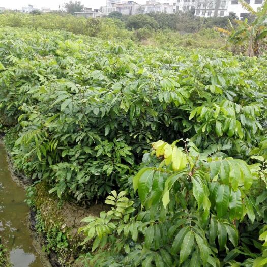 灵山县石峡龙眼苗 石硖龙眼    储良…