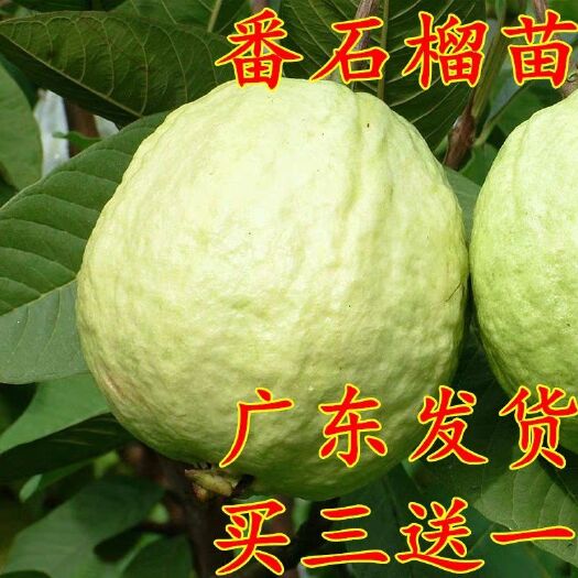 灵山县 番石榴苗红心西瓜芭乐树苗正宗四季珍珠番石榴果树苗当年结果