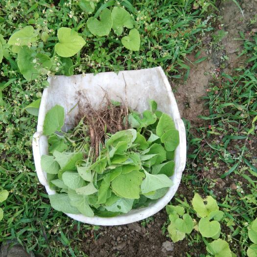 漾濞县育苗基质 质量好价格低，木香苗