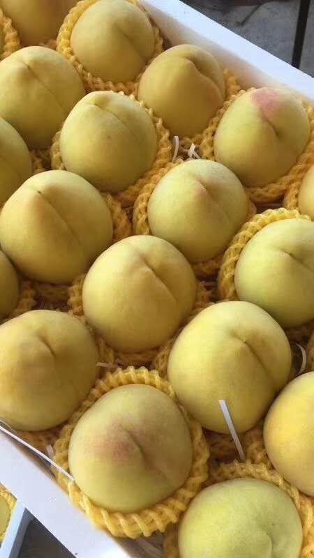 天台县 锦绣黄桃陆续要上市，今年质量品质超好，价佫不贵批发优惠