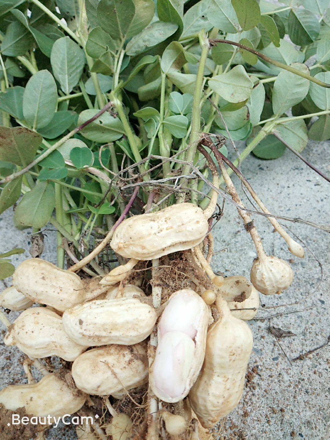 [鲜花生批发] 优质鲜花生小白沙,即将上市,欢迎订购!价格2