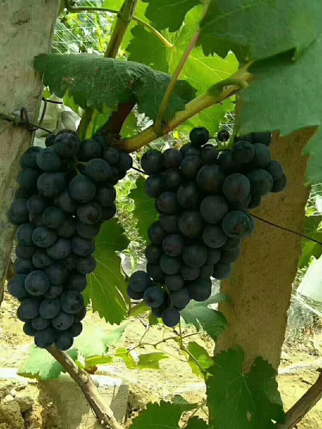  大量套袋葡萄