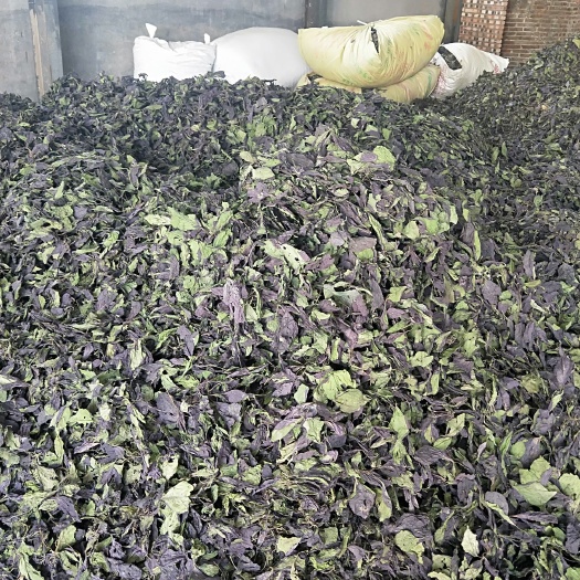 安国市大叶紫苏 药厂含量达标，颜色好。
