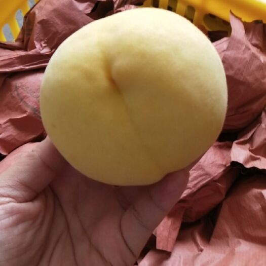炎陵县 炎陵黄桃