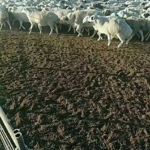 莱阳市菌肥  生物菌发酵羊粪有机肥