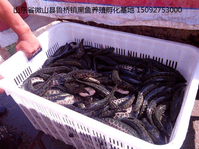 微山县 山东黑鱼苗乌鱼苗大量出售，质量保证，送货上门价格低。
