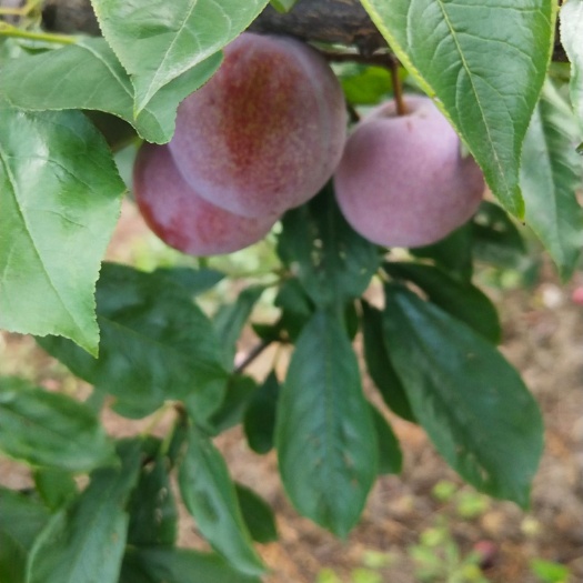 叙永县珍珠李 芙蓉王李