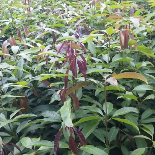 普宁市芒果直生苗（实生苗）