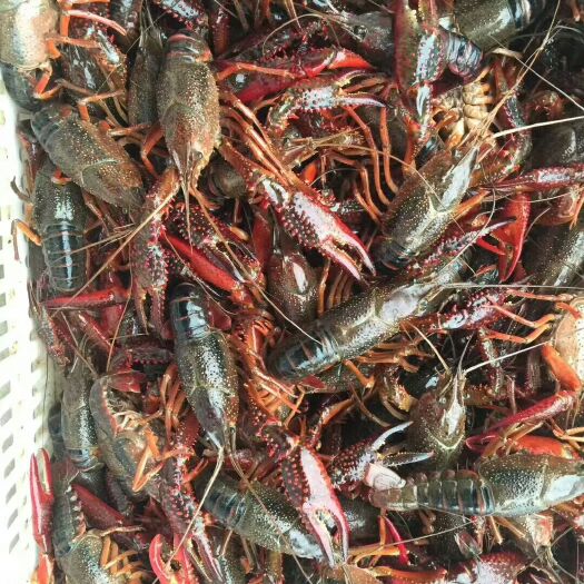 洪湖市青红虾 规格硬，质量好