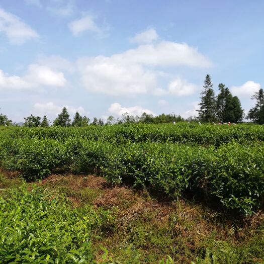 纳雍县青城雪芽 来海拔1800米的高山生态有机茶。