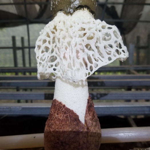 安龙县织金竹荪 一级 干竹荪