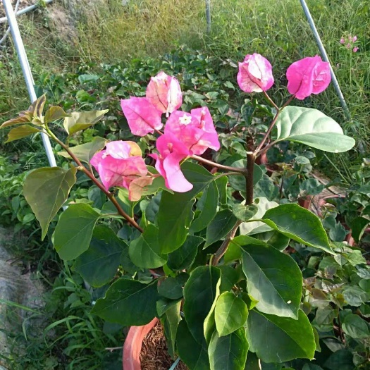 漳州印度画报三角梅 印度画报
