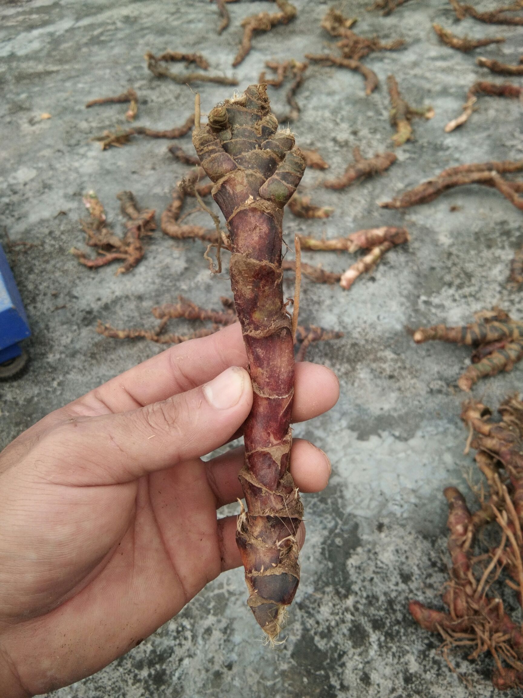  石菖蒲干货