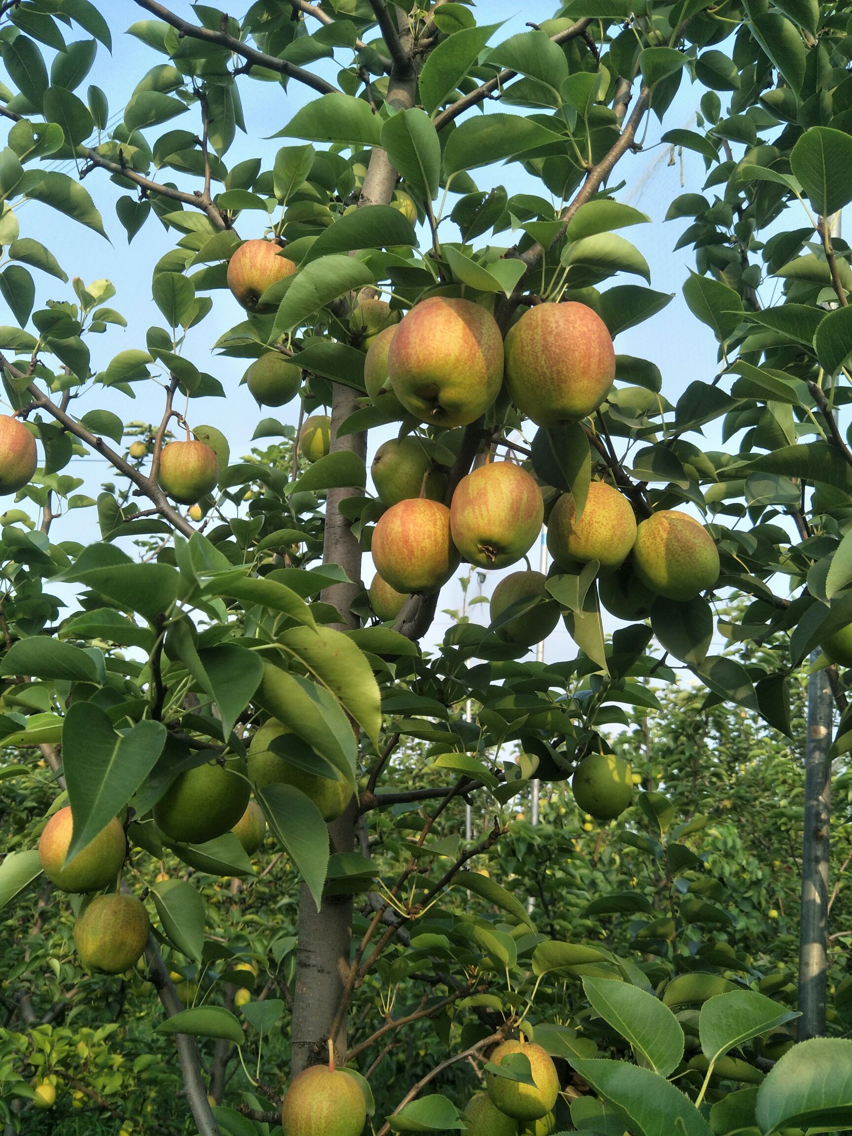 供应大厅  水果 梨 商品详情 我们沧州是金丝小枣,和梨的主产区,品种
