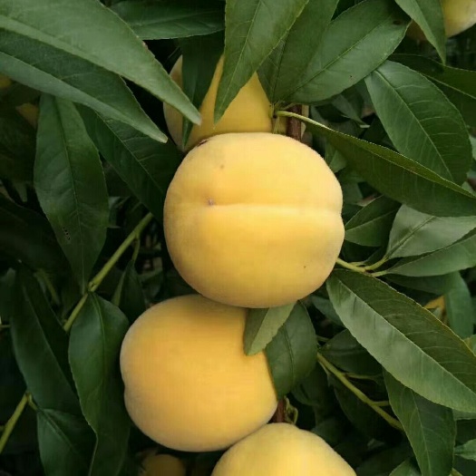 无棣县 30亩罐头黄桃