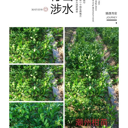 普宁市潮州柑苗 新会柑苗 广东焦柑苗潮州焦柑苗嫁接苗