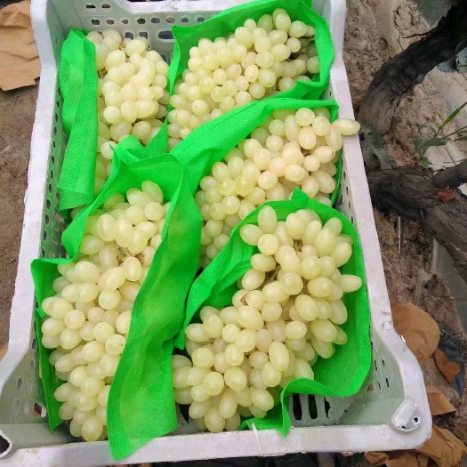 开封 葡萄已熟欢迎前来品尝