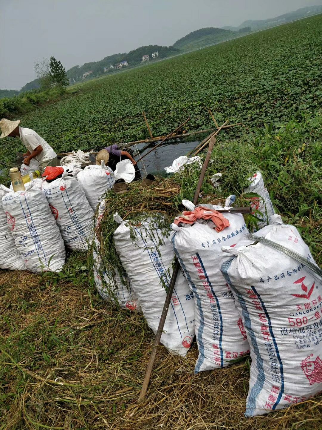 大别山新鲜菱角米湖北黄冈蕲春