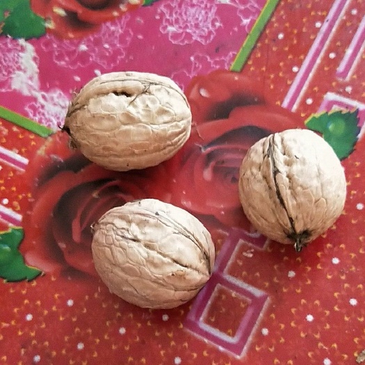 西安红皮核桃 45mmm