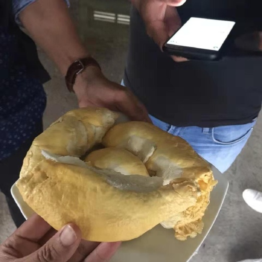 河口县 金枕榴莲 干饶榴莲货源充足 随时发货