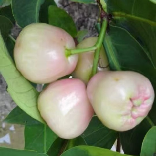 灵山县大叶红莲雾苗 连雾苗