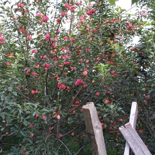沈阳鸡心果苹果 60mm以下 片红 光果
