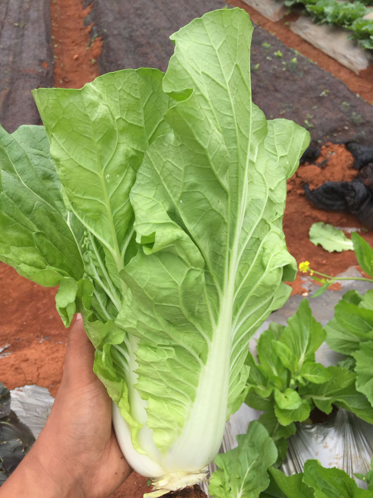 上海青种子  快菜，28天抗病小白菜种子