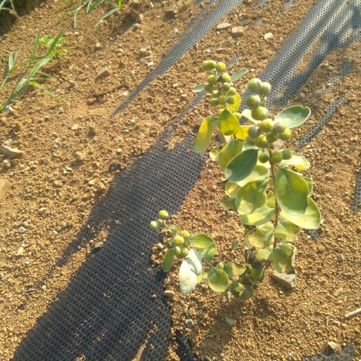 河池蔓荆子苗 优质单叶蔓荆子，好质量不分大小