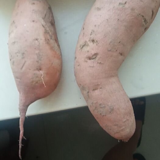 沧县龙薯九号 大量处理