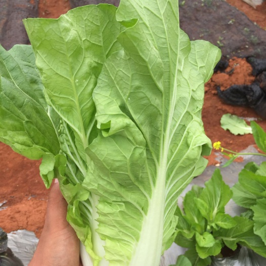 上海青种子  快菜，28天抗病小白菜种子