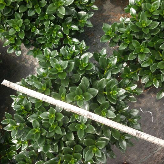漳平市甜心金鱼草 年年有鱼，金鱼花
