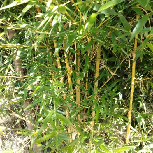 沭阳县黄竹