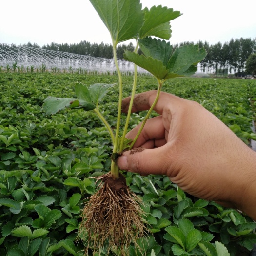 西安脱毒草莓苗 10~20公分 地栽苗