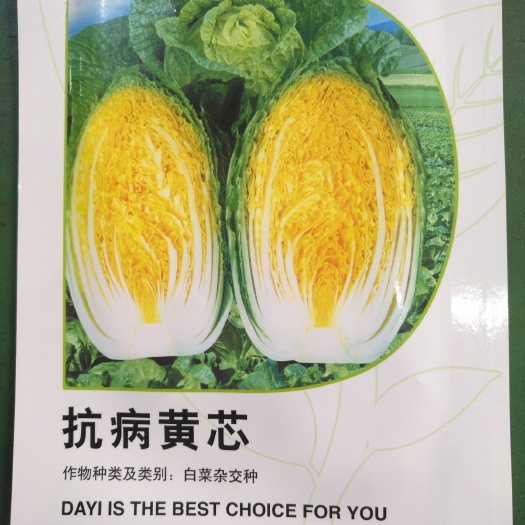 赫章县大白菜种子 杂交种 ≥85%