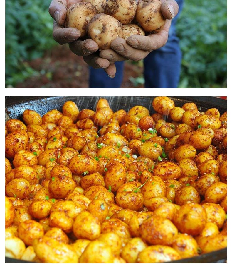 基地种殖二千亩1两以下小土豆夏天不长芽水份少，恩施建始发货